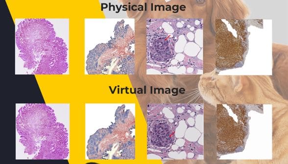 AI染色：用於獸醫病理學的虛擬免疫組織化學染色